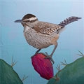 Cactus Wren, Brit Hansen